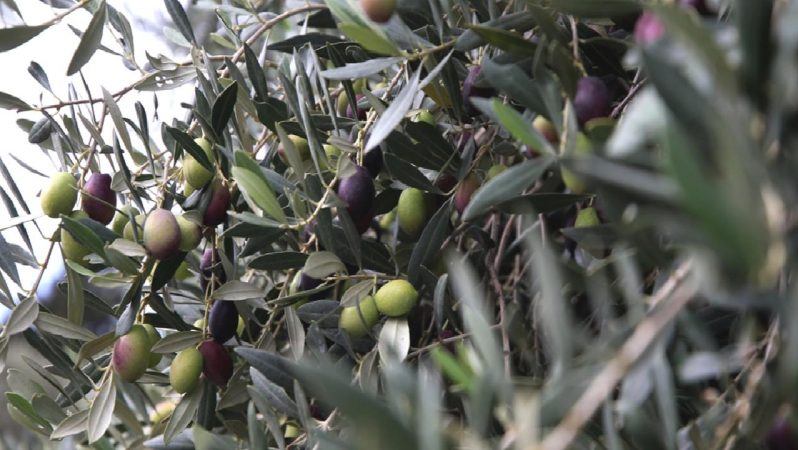 CHP’li Sarıbal: Zeytin alanları daraltılamaz