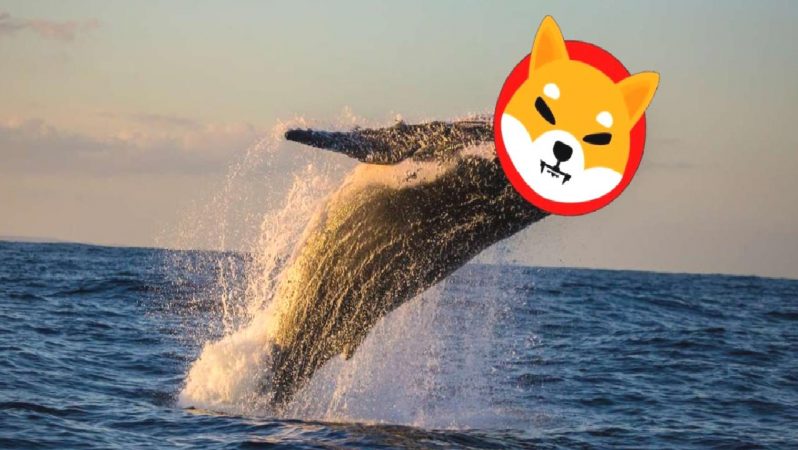 Shiba Inu Balinaları, Varlıklarını Binance’e Taşıyor