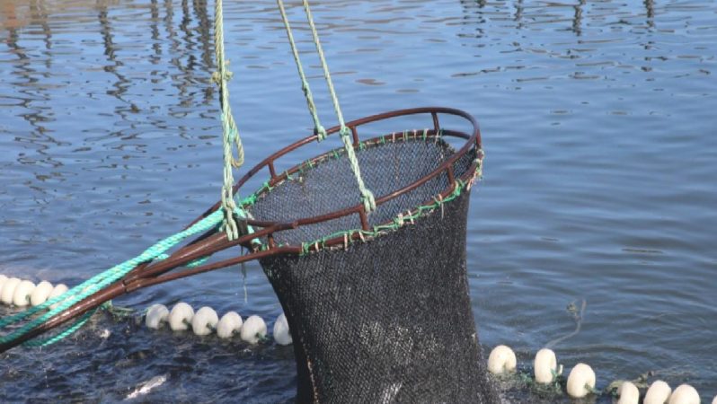Tekirdağ’da balıkçılar kıyıya karidesle dönüyor
